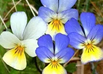 Догляд в домашніх умовах за фіалкою догляд