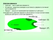 Урок хімії у 10 класі на тему Ферменти тему