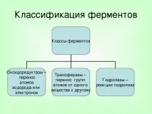 Урок хімії у 10 класі на тему Ферменти хімії