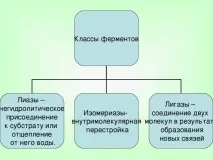 Урок хімії у 10 класі на тему Ферменти урок