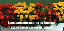 цветя цветя