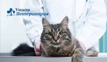 Ветеринарна клініка Дев’ять життів Мінськ вул. ветеринарна