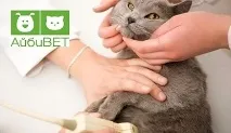 Ветеринарна клініка Дев’ять життів Мінськ вул. «Дев