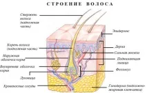 линията косата