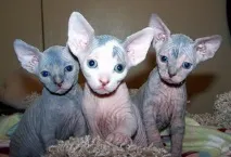 сфинкс коте