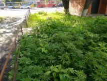 Весела ділянка коноплі