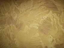видеото видове