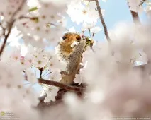 Вишня у кольорі - НОВИНИ У ФОТОГРАФІЯХ фотографіях