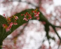Вишня у кольорі - НОВИНИ У ФОТОГРАФІЯХ фотографіях