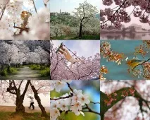 Вишня у кольорі - НОВИНИ У ФОТОГРАФІЯХ новини
