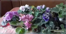 болести