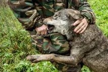 Зустріч з дикими тваринами, як вижити, Виживи сам виживи