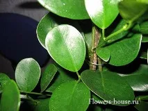 отговори ficus