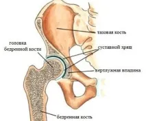 Вивих тазостегнового суглоба, Корисні знання для всіх суглоба