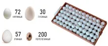 пилета домашен