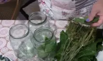 селекция зимата
