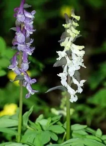 corydalis