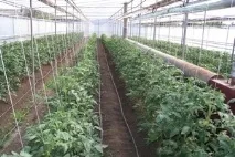 Жирують помідори в теплиці, що робити Магія рослин помідори