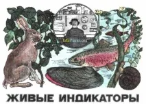 Жива планета Дослідження вчених Живі індикатори забруднень природи вчених