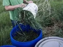 риск плевели