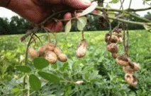 Арахіс на дачі як виростити земляний горіх арахіс