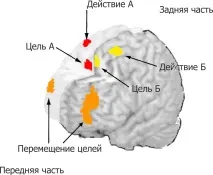 мозъкът