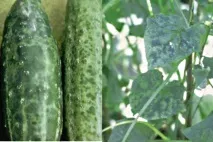 лікування