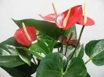 Антуріум. Anthurium антуріуму