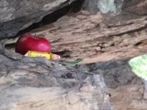 Не потрібний нам берег турецький. Висновок. берег