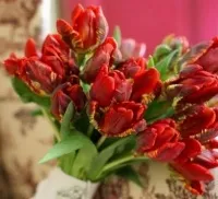 Букет нареченої з тюльпанів – чарівність свіжості та юності свіжості