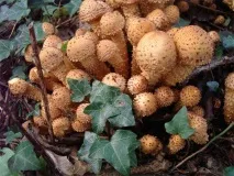 Луска луската луска