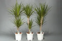 dracaena