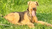 airedale