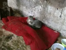 Йому відрубали лапи лапи
