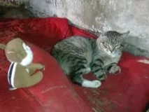 Йому відрубали лапи лапи