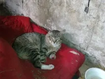 Йому відрубали лапи лапи