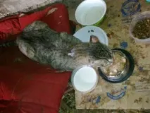 Йому відрубали лапи лапи