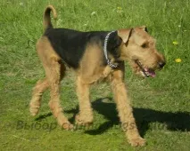 terrier