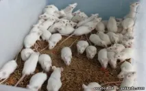 факти