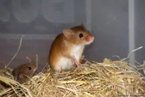 факти