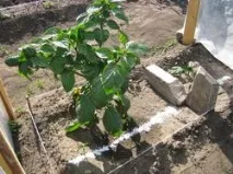 І знову підживлення, і знову врожай врожай