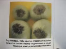 І знову підживлення, і знову врожай підживлення