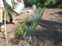 І знову підживлення, і знову врожай врожай
