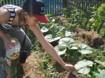 І знову підживлення, і знову врожай врожай
