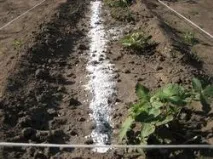 І знову підживлення, і знову врожай знову