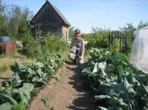 І знову підживлення, і знову врожай врожай