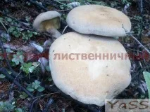 відрізнити