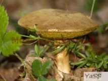 моховик