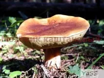 хибний