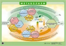 катаболизъм катаболизъм